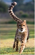 de-wildt-cheetah-farm-tour--grade-3--12--
